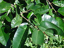 سیب ستاره ای سفید - معرفی درختان میوه